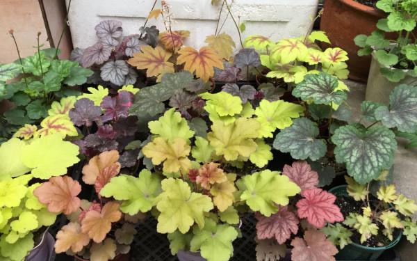 秋天的“花園新三寶”，有了它們，秋色滿園不是夢