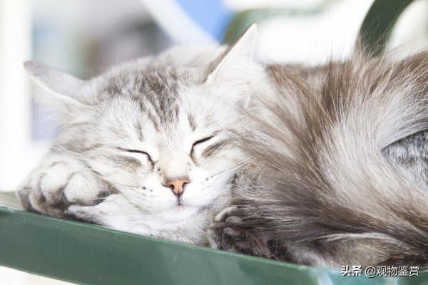 貓咪的壽命有多長？貓的壽命長短與什麼有關？