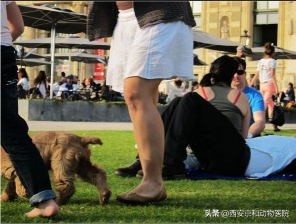 盤點世界上最愛狗的城市