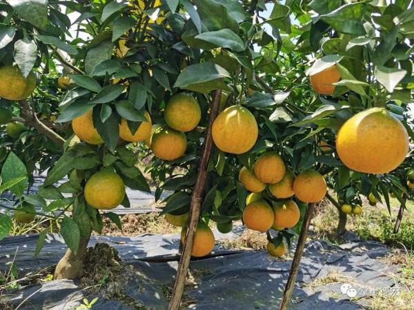 中秋佳節去哪？讓我們相約一起到上井坎摘“紅美人”吧……