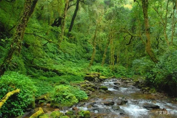 有2700年野生茶樹王的千家寨 山雄水美林幽物奇