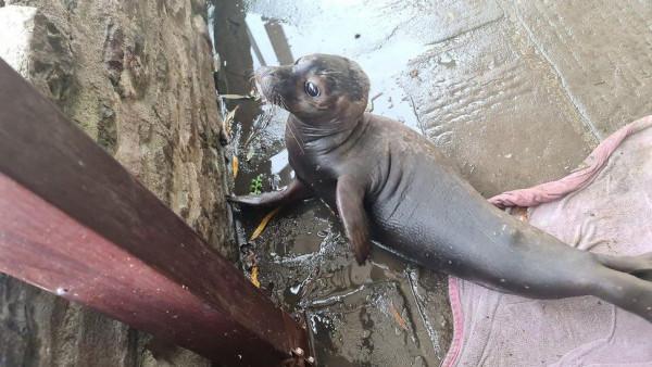 英國酒吧門口驚現一隻小海豹！獨自苦行500公里，終於得救了