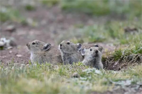 高原鼠兔在中國氾濫成災，數量高達12億隻，為何專家卻說是好事？