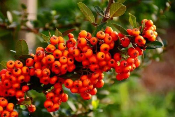 40種野果,滿滿都是兒時的味道 40種野果,滿滿都是兒時的味道