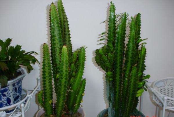 這4種花會“討厭”喝水，水一多就會“蔫”，許多人還傻傻不知道