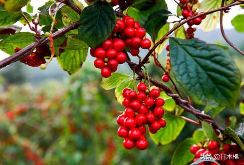 帶你回味童年吃過的46種野果子，記憶中的味道你還記得嗎？