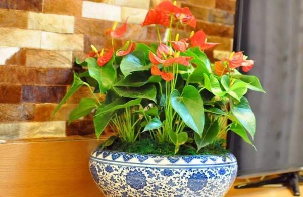 家裡光照少,可以養12種“陰性花”,“半陰地”更利於生長 家裡光照少,可以養12種“陰性花”,“半陰地”更利於生長