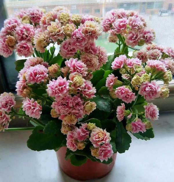 買花也要注意辨別“坑”,才能挑到好花,花開爆盆 買花也要注意辨別“坑”,才能挑到好花,花開爆盆