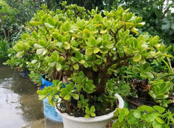 玉樹葉子發黃的原因有這5點，合理養護可使其葉子綠得油光發亮