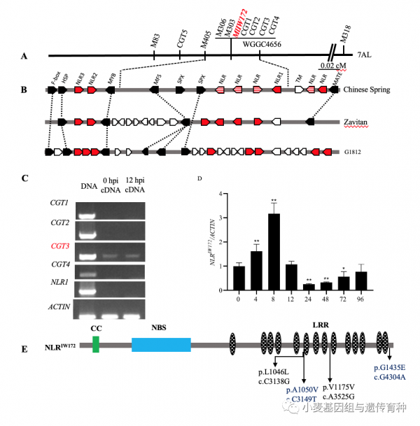 野生二粒小麥抗白粉病基因MlIW172