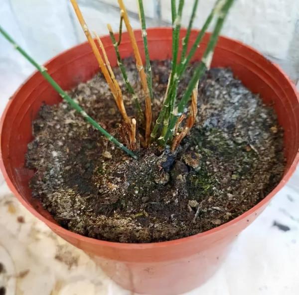 養花多久&OpenCurlyDoubleQuote;換盆&rdquo;一次？多虧老花農告誡，難怪&OpenCurlyDoubleQuote;長勢&rdquo;越來越差