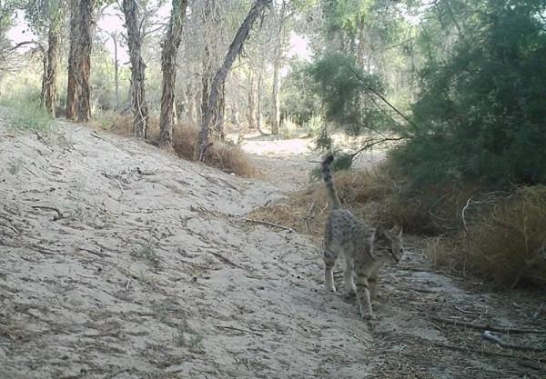 野貓並非家貓野化或“流浪貓”,現正因流浪貓面臨著嚴重的危機 野貓並非家貓野化或“流浪貓”,現正因流浪貓面臨著嚴重的危機