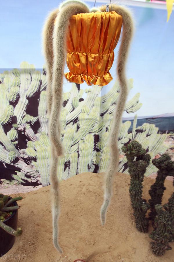 有趣的綠植，像是長了滿盆小動物，超可愛