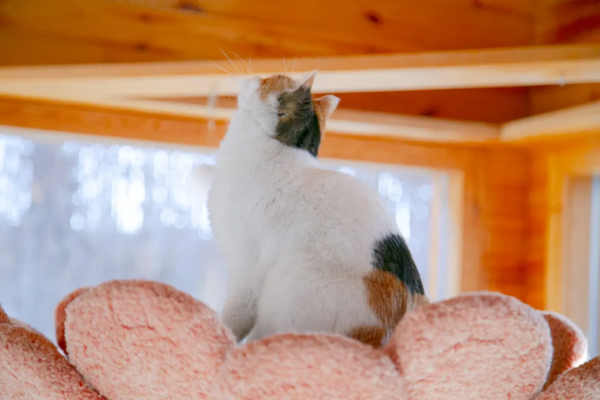 歲末大掃除，小米來監督