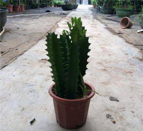 愛“戳屋頂”的3種花，一不留神多澆點水，長到3米，搬都搬不動