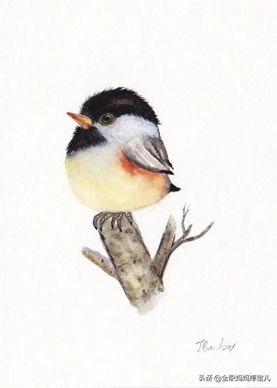 分享——栩栩如生的水彩鳥兒圖