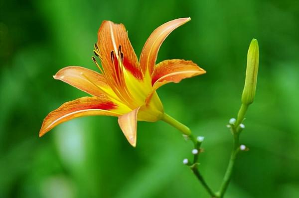 花卉養植：宿根花卉（多年生花卉）