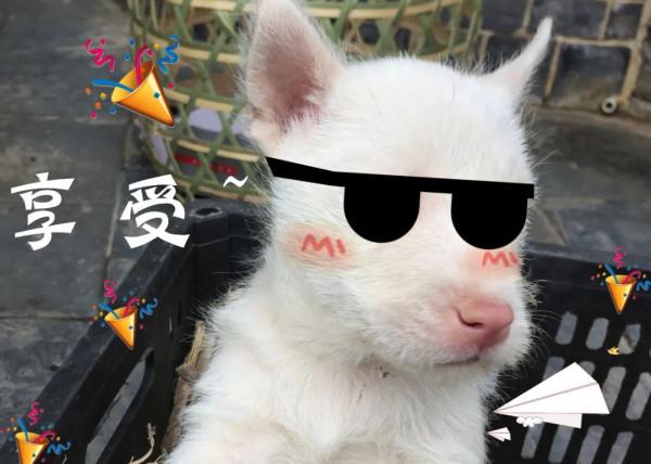 圍觀!下司古鎮來了群無敵小可愛 圍觀!下司古鎮來了群無敵小可愛