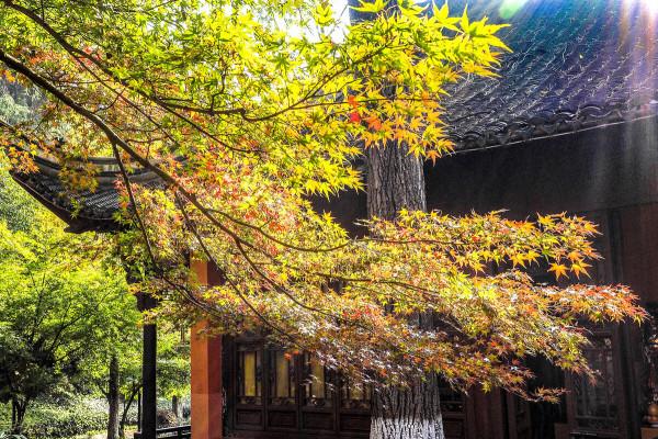 一入秋，南京就成了金陵