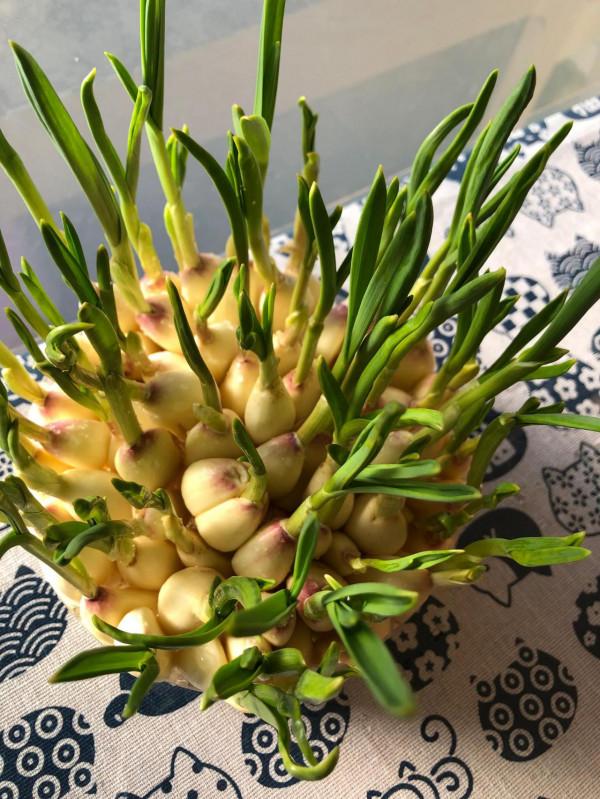 冬天正好發蒜芽