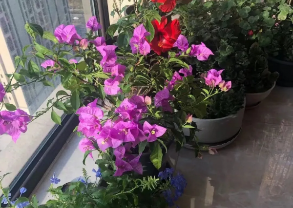 秋季這些花別亂剪,正確修剪才能枝繁葉茂,花滿枝頭 秋季這些花別亂剪,正確修剪才能枝繁葉茂,花滿枝頭