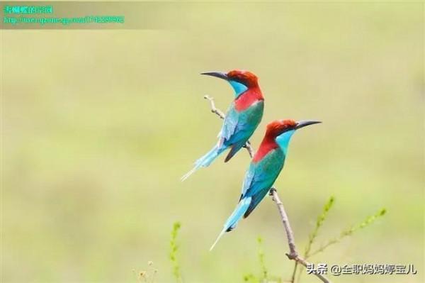 分享——比翼鳥