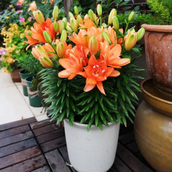 10款球根花卉植物，正是栽培好時節，好養好看好控花期