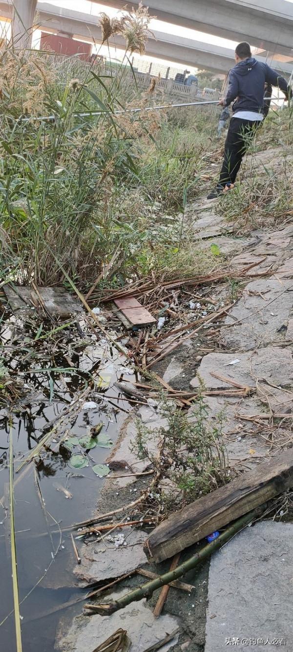 秋末時節野釣鯽魚,為何掛麥粒可以連竿 秋末時節野釣鯽魚,為何掛麥粒可以連竿