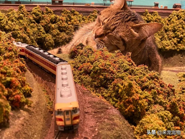 日本某網紅餐廳驚現巨型貓,網友:這麼大的貓是真實存在的嗎? 日本某網紅餐廳驚現巨型貓,網友:這麼大的貓是真實存在的嗎?