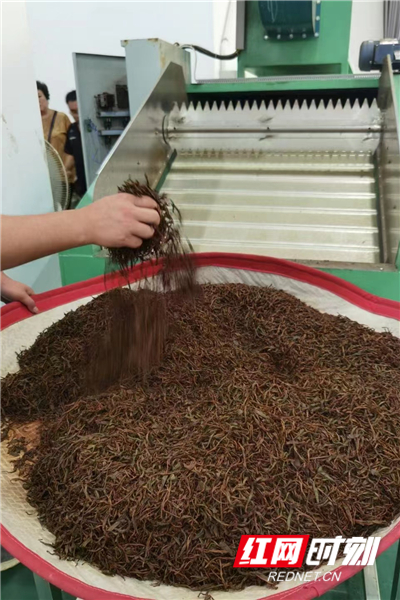 讓“科技之花”為湖南紅茶提質增效 湖南省農業科學院茶葉研究所科技賦能湘茶產業 讓“科技之花”為湖南紅茶提質增效 湖南省農業科學院茶葉研究所科技賦能湘茶產業