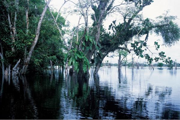 阿納維利亞納斯群島上的“森林之花”