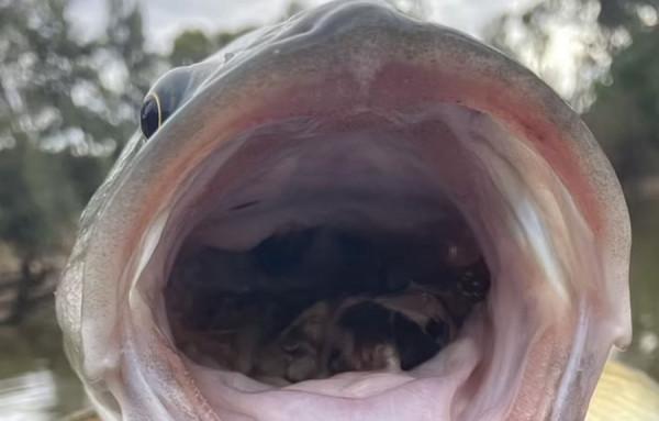 因鼠患猖獗，澳洲龍紋斑體型倍增，釣魚人：釣起來的魚一肚子老鼠