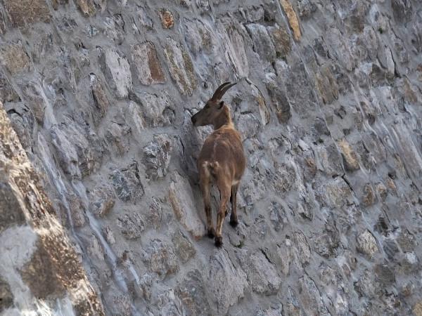 新疆東天山出現成群的北山羊,在山間上躥下跳覓食,超愛舔巖壁 新疆東天山出現成群的北山羊,在山間上躥下跳覓食,超愛舔巖壁