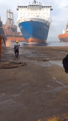 手掌大的飛蛾、比汽車高的鹿，這些東西比你想象的要大很多