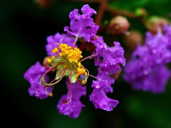 分享——紫薇花