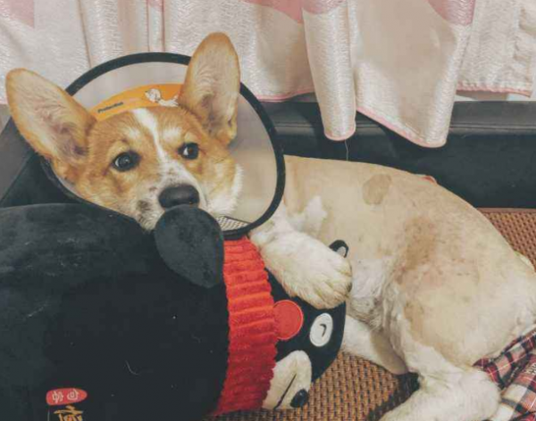 “時日不多”的柯基犬，都有這些特徵，你注意到了嗎？