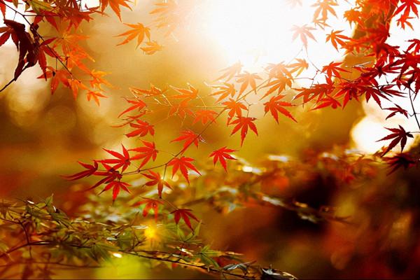 秋天相思的季節-原創詩詞《身不由己》作者：郭忠嶧