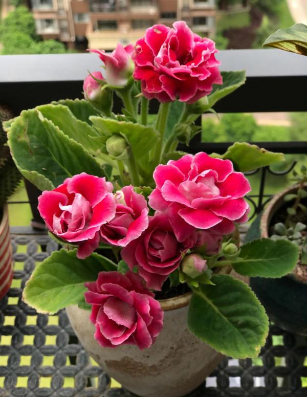 9種&OpenCurlyDoubleQuote;貴氣花&rdquo;，立春後&OpenCurlyDoubleQuote;快扦插&rdquo;，生根快，比夏天還&OpenCurlyDoubleQuote;好活&rdquo;