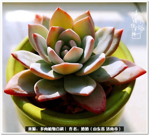 一個不稱職90後的闡述：何以解憂？唯有多肉