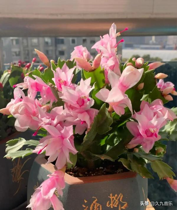 分享——美麗動人的蟹爪蘭