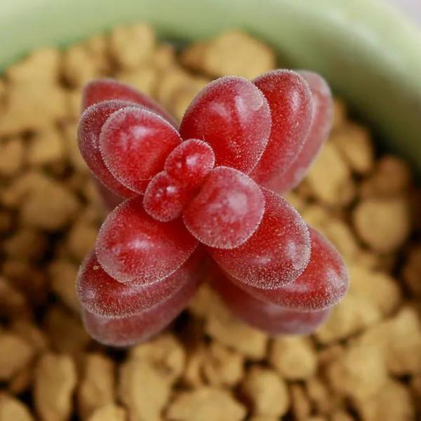 紅珊瑚為什麼是紅色的