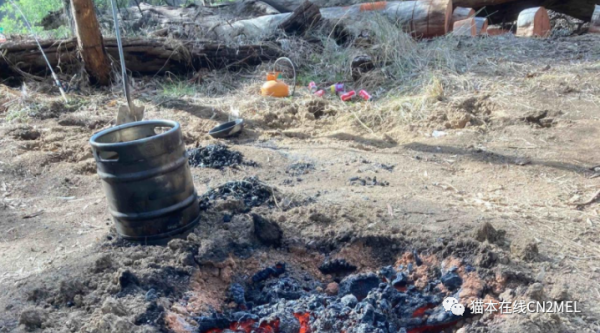 墨爾本男子偷伐保護樹種當柴火賣，被判入獄1年！罰款$2000