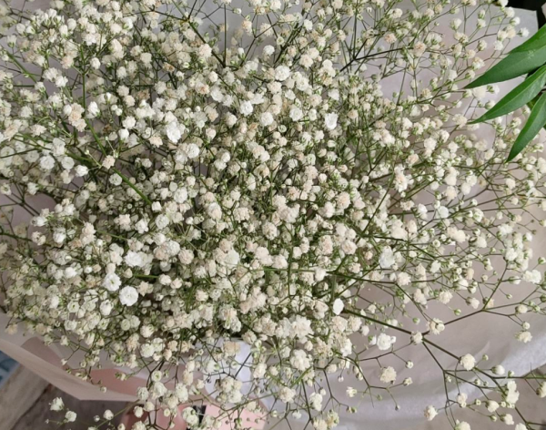 冬天花市“套路”多,5種花再漂亮也別買,買了就是浪費錢 冬天花市“套路”多,5種花再漂亮也別買,買了就是浪費錢