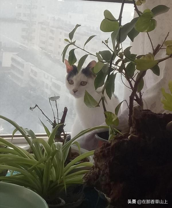 那隻叫元寶的貓 那隻叫元寶的貓