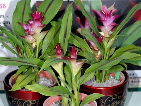 冬天養綠蘿,不如養塊“姜”,入土30天,長出“大荷花” 冬天養綠蘿,不如養塊“姜”,入土30天,長出“大荷花”