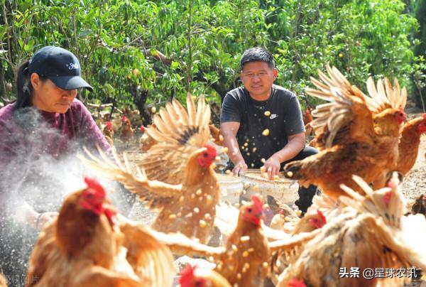 農村喊了多年的養殖業終於迎來發展契機，國家不再搞一刀切式禁養