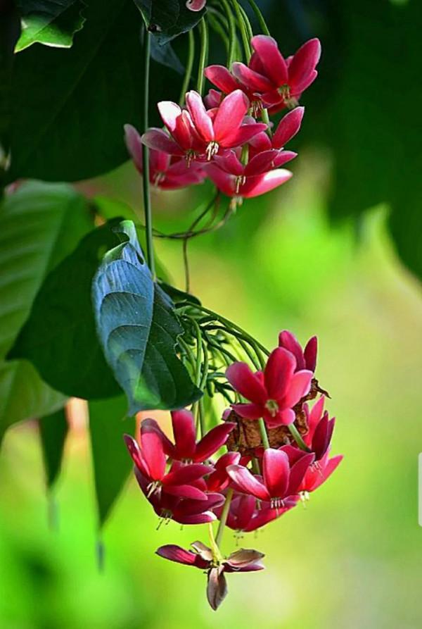 歷險篇:四君子花!狠心爺爺為何讓饞嘴孫子試嘗百草?好吃不記疼 歷險篇:四君子花!狠心爺爺為何讓饞嘴孫子試嘗百草?好吃不記疼