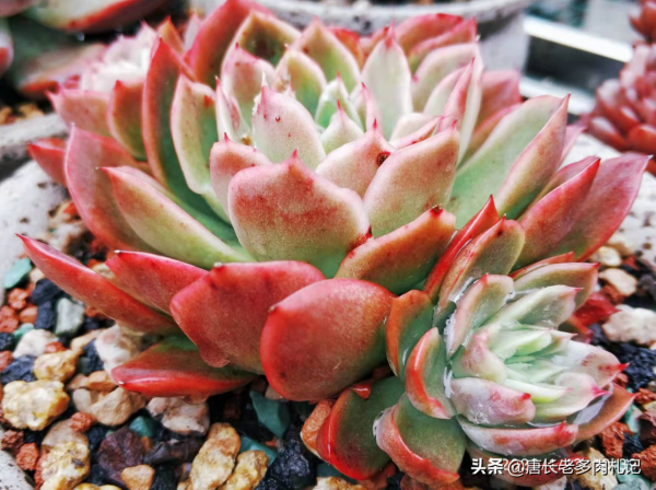 養多肉的都是些什麼人？這7類人最多，來看看其中有沒有包括你？