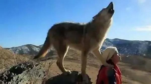 11年前，把狼當兒子帶回家的成都女孩，10年後在草原與它再次相認