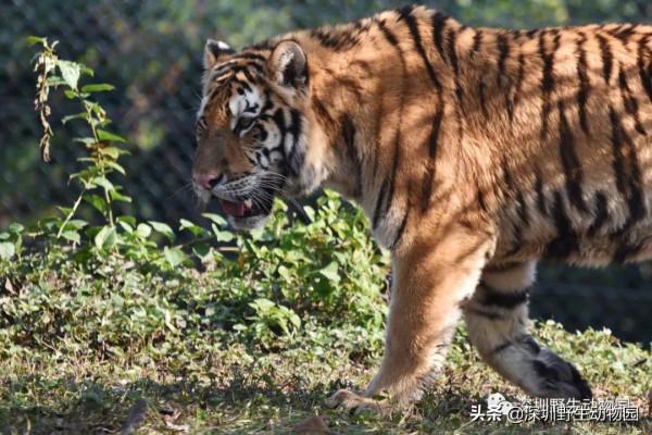 今年的一切以&OpenCurlyDoubleQuote;大橘&rdquo;為重